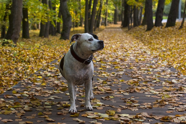 Um cão a passear no parque de outono Folhagem amarela caída