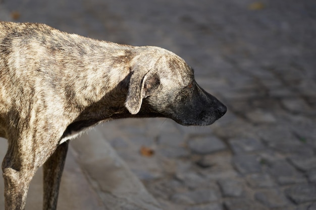 Um cão ao sol com uma estrada turva ao fundo