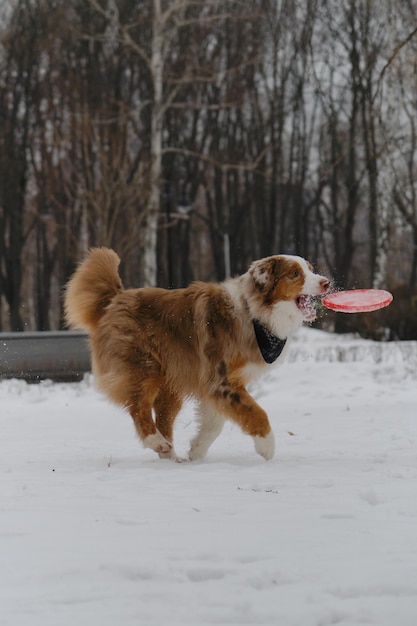 Um cão ativo e enérgico corre e tenta alcançar o disco voador