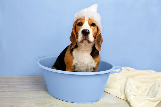 Foto um cão beagle com espuma de sabão na cabeça enquanto toma banho em uma bacia o conceito de cuidados com animais de estimação