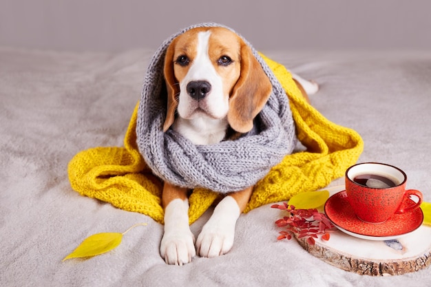 Foto um cão beagle envolto em roupas de tricô e um cobertor está deitado na cama ao lado de uma xícara de café quente o conceito de aquecimento doméstico inverno frio ou outono