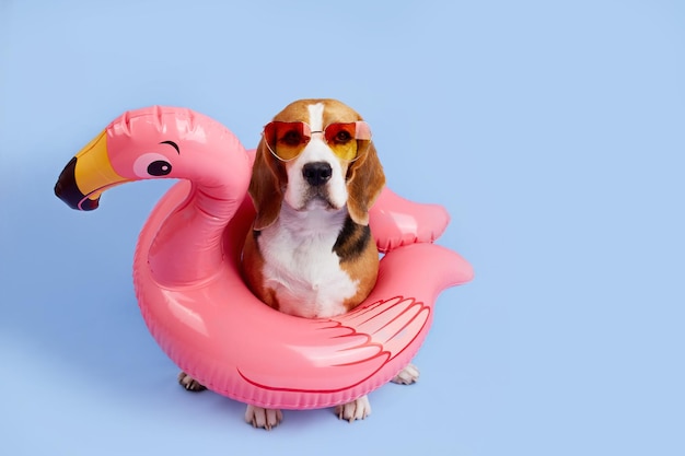 Um cão beagle usando óculos de sol em um flamingo rosa inflável em um fundo azul isolado O conceito de férias de verão relaxando ao lado do mar ou na piscina