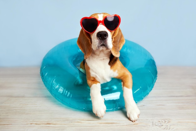 Um cão beagle usando óculos escuros e um círculo de natação inflável