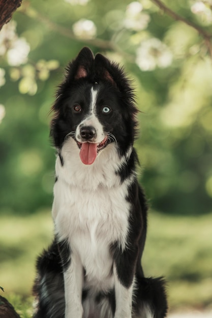 Um cão border collie com um fundo verde