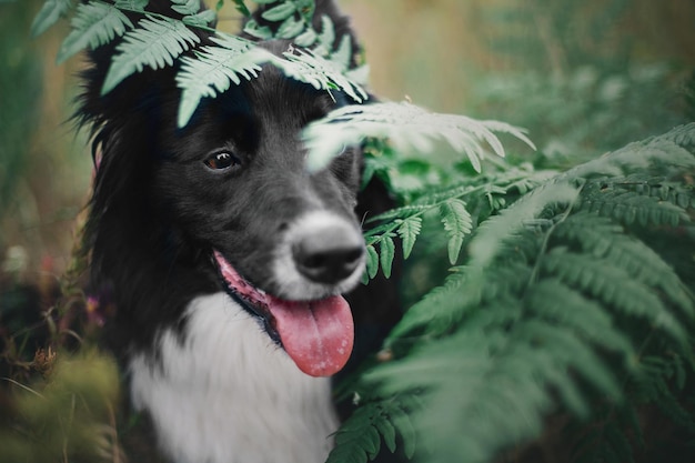 Foto um cão border collie na floresta