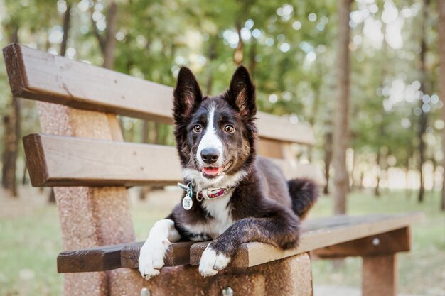Um cão border collie senta-se em um banco do parque.