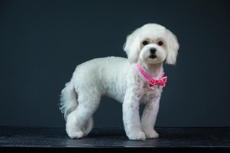 Foto um cão branco com um colarinho rosa e um laço rosa no pescoço
