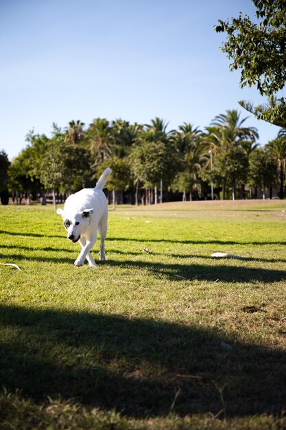 Um cão branco com uma mancha preta em um olho correndo, pastor suíço branco misturado com ponteiro inglês