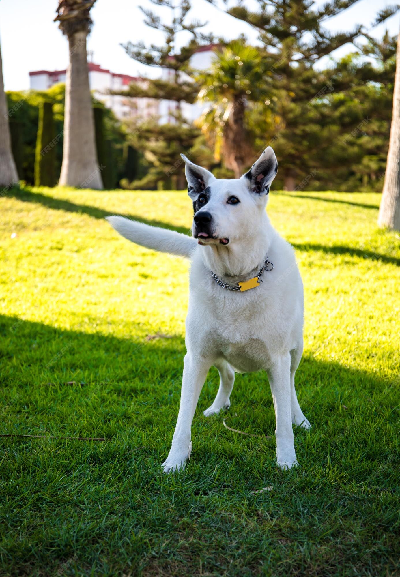 Um cão branco com uma mancha preta em um olho em um parque, pastor suíço  branco misturado com ponteiro inglês