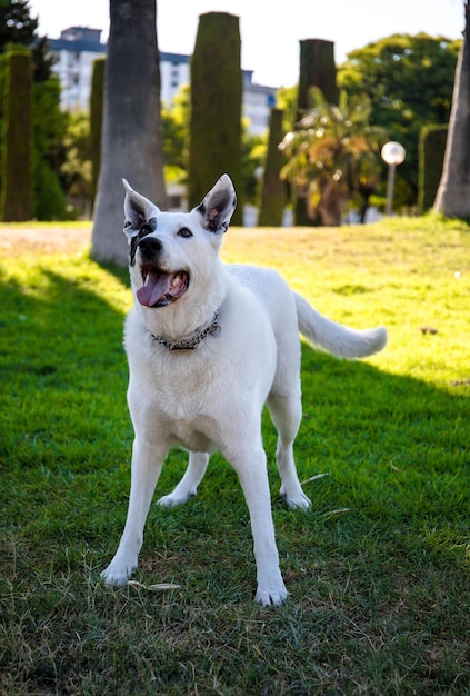 Um cão branco com uma mancha preta em um olho em um parque, pastor suíço  branco misturado com ponteiro inglês