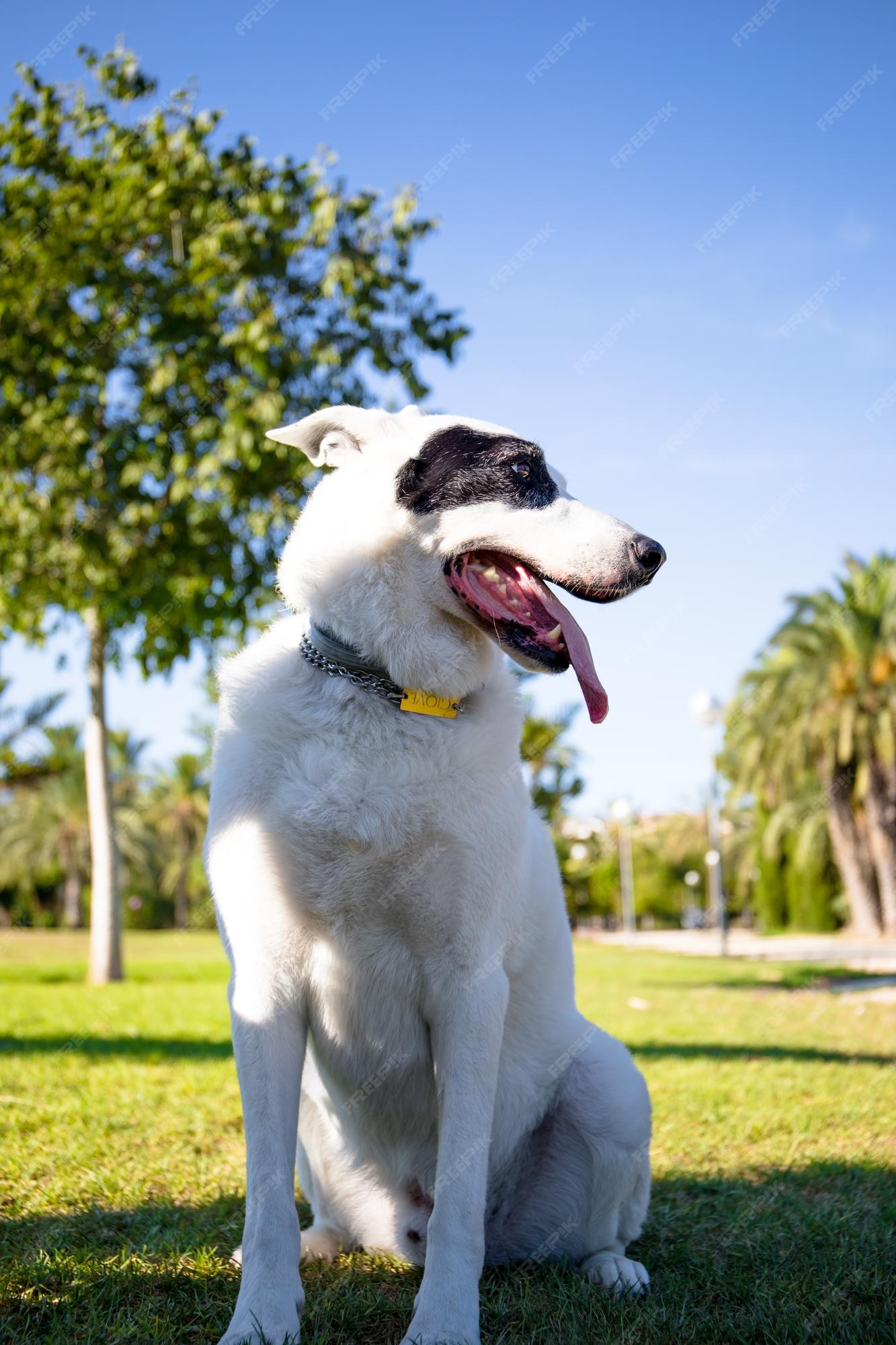 Um cão branco com uma mancha preta em um olho em um parque, pastor suíço  branco misturado com ponteiro inglês