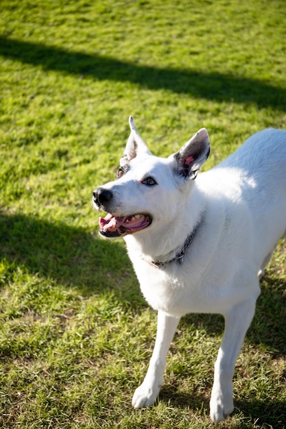 Um cão branco com uma mancha preta em um olho em um parque, pastor suíço branco misturado com ponteiro inglês