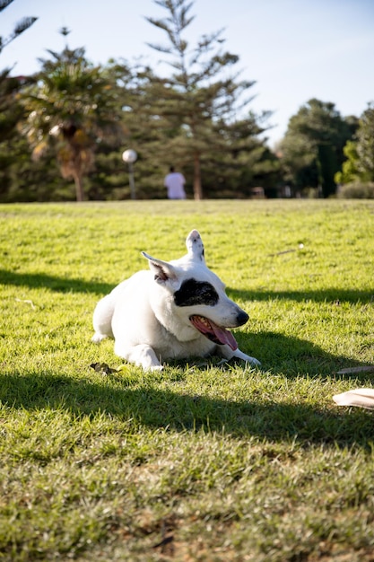 Um cão branco com uma mancha preta em um olho em um parque, pastor suíço  branco misturado com ponteiro inglês