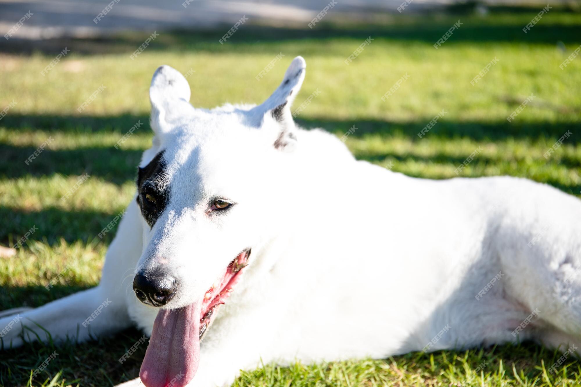 Um cão branco com uma mancha preta em um olho em um parque, pastor suíço  branco misturado com ponteiro inglês