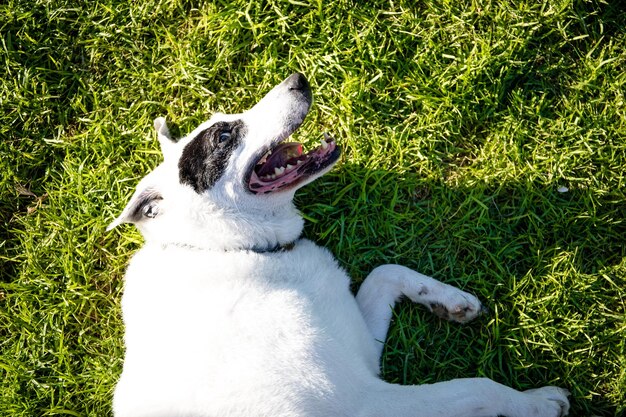 Um cão branco com uma mancha preta em um olho em um parque, pastor suíço  branco misturado com ponteiro inglês