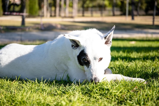 Um cão branco com uma mancha preta em um olho em um parque, pastor suíço branco misturado com ponteiro inglês