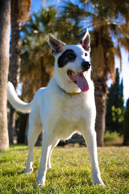 Um cão branco com uma mancha preta em um olho em um parque, pastor suíço branco misturado com ponteiro inglês