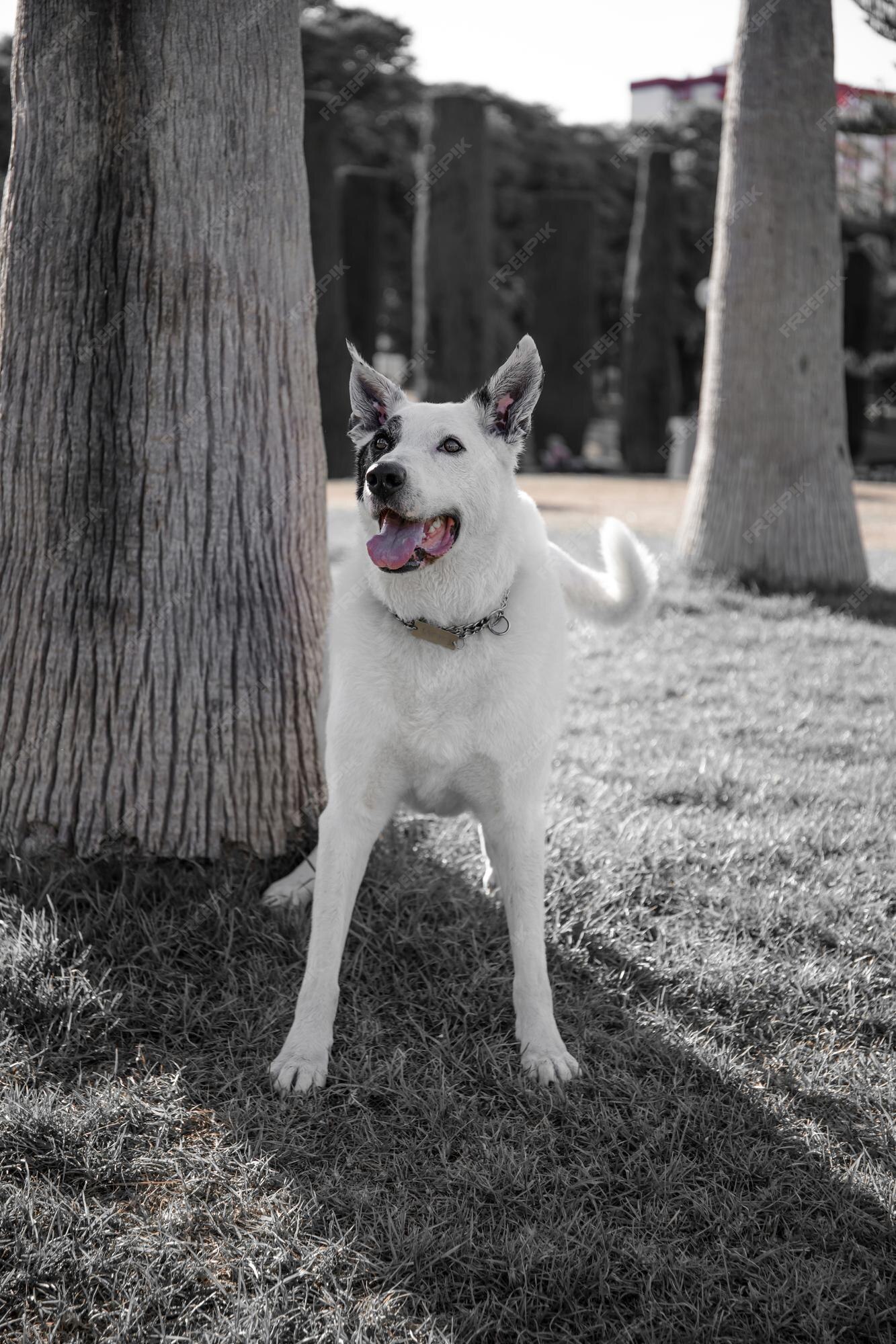 Um cão branco com uma mancha preta em um olho em um parque, pastor suíço  branco misturado com ponteiro inglês