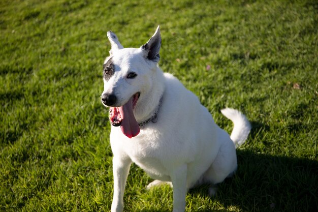 Um cão branco com uma mancha preta em um olho em um parque, pastor suíço  branco misturado com ponteiro inglês