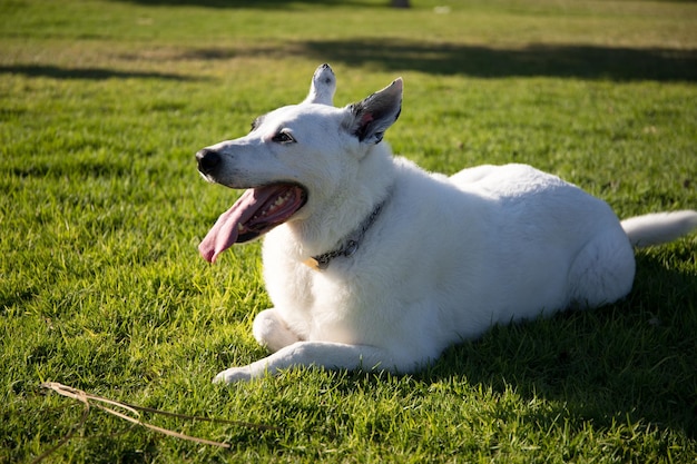 Um cão branco com uma mancha preta em um olho em um parque, pastor suíço branco misturado com ponteiro inglês