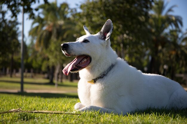 Um cão branco com uma mancha preta em um olho em um parque, pastor suíço  branco misturado com ponteiro inglês