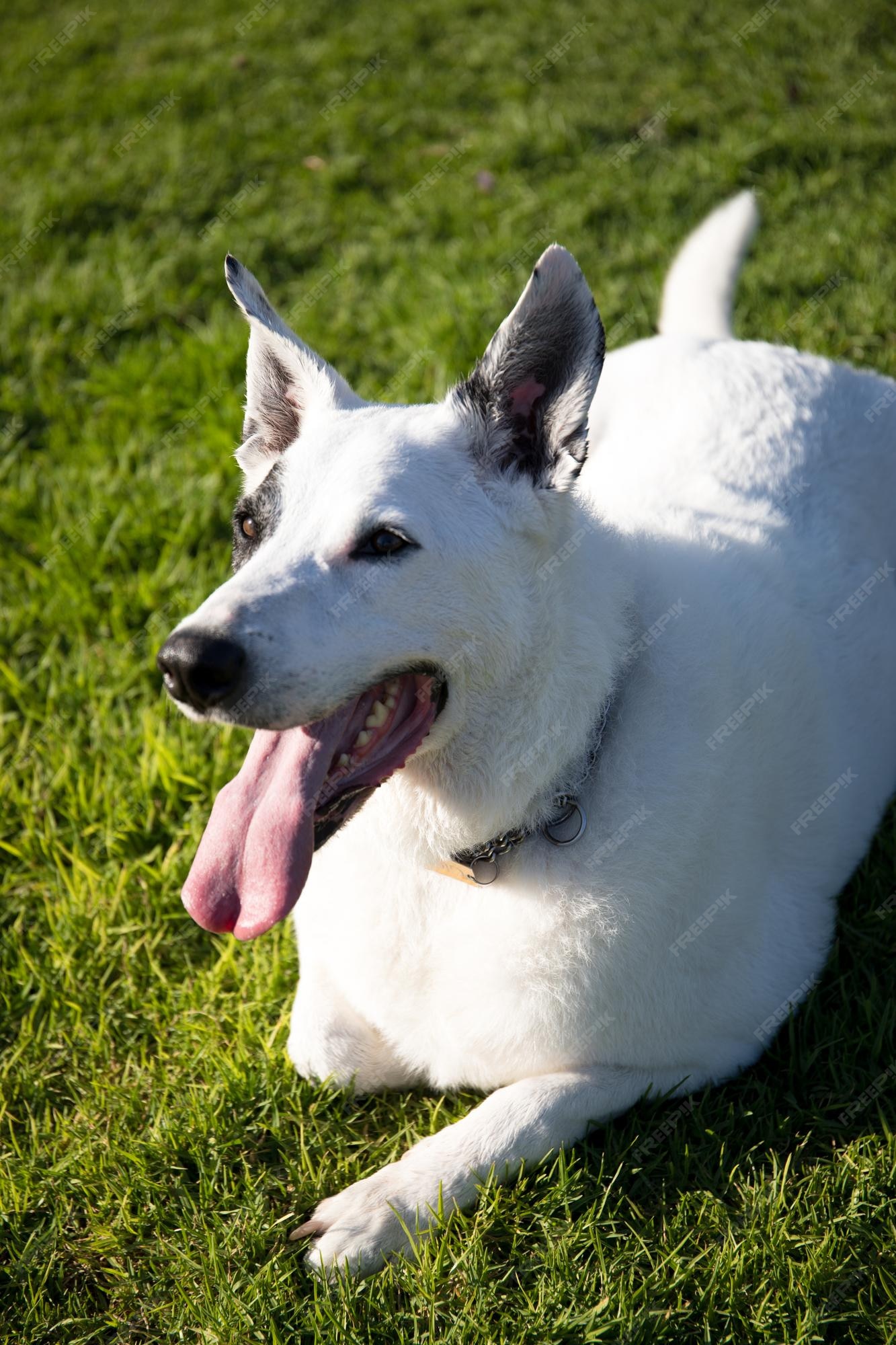 Um cão branco com uma mancha preta em um olho em um parque, pastor suíço  branco misturado com ponteiro inglês