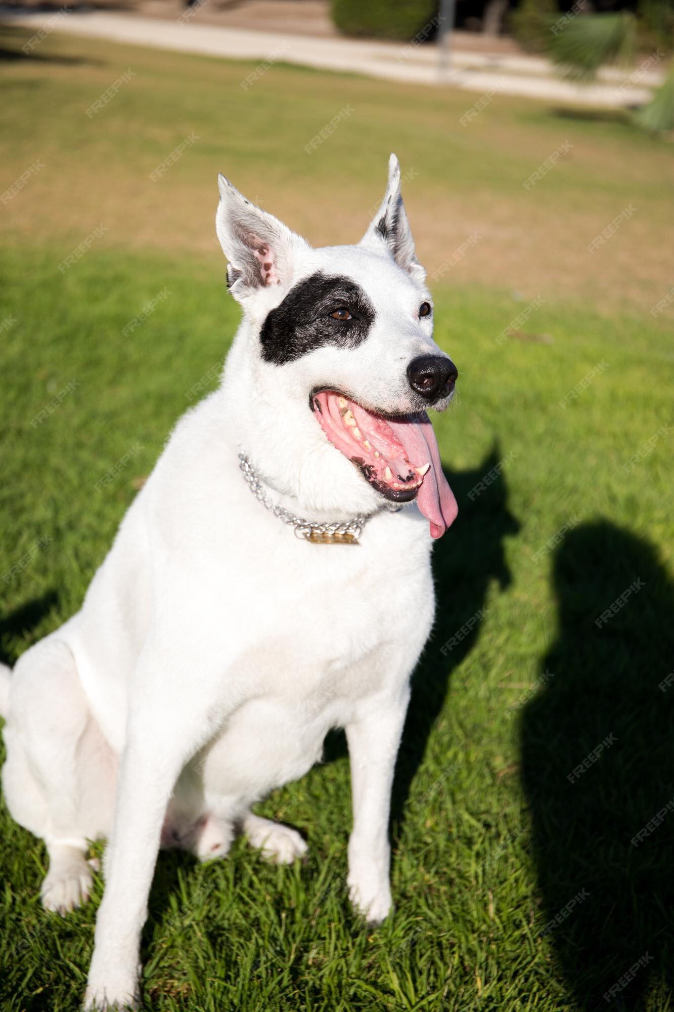 Um cão branco com uma mancha preta em um olho em um parque, pastor suíço  branco misturado com ponteiro inglês