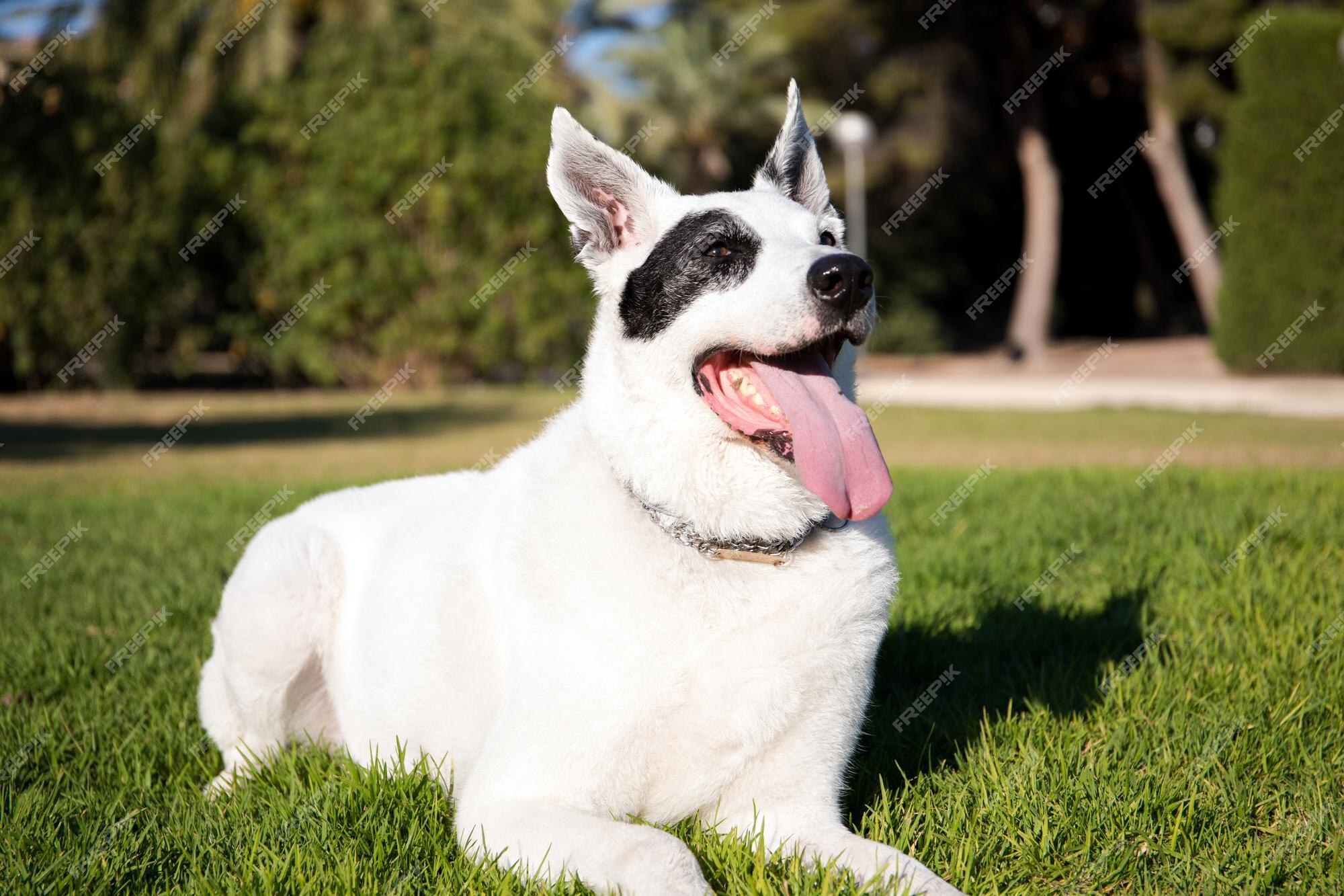 Um cão branco com uma mancha preta em um olho em um parque, pastor