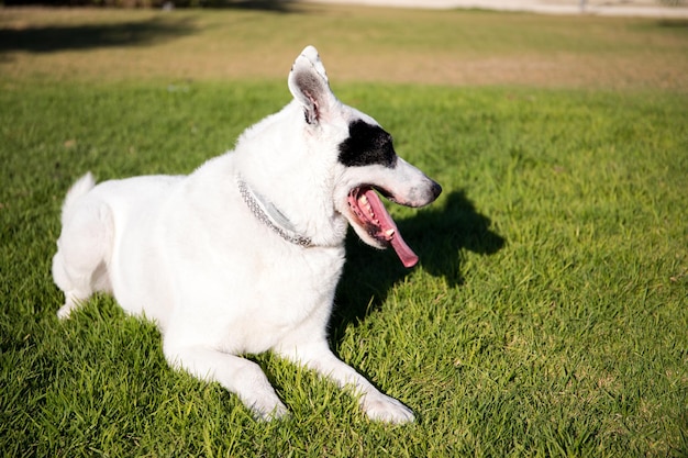 Um cão branco com uma mancha preta em um olho em um parque, pastor