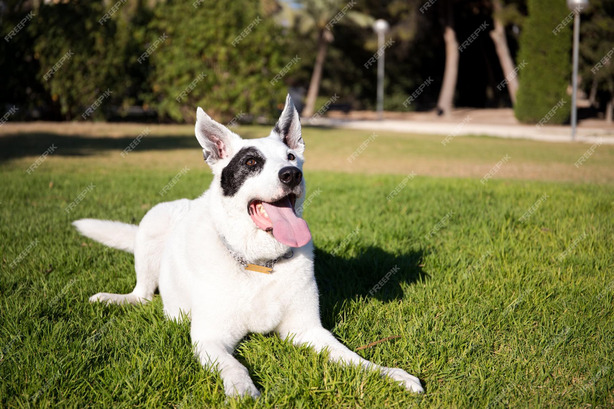 Um cão branco com uma mancha preta em um olho em um parque, pastor suíço  branco misturado com ponteiro inglês