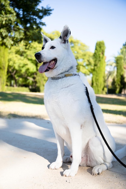 Um cão branco com uma mancha preta em um olho segurando uma corda, é um cão mestiço.