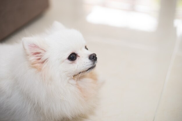 Um cão branco doente deitado no chão da casa