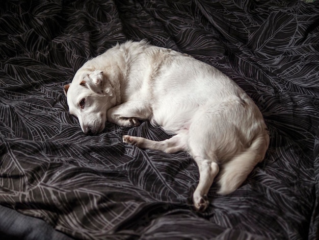 Um cão branco está deitado numa cama.