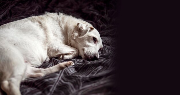 Um cão branco está deitado numa cama.