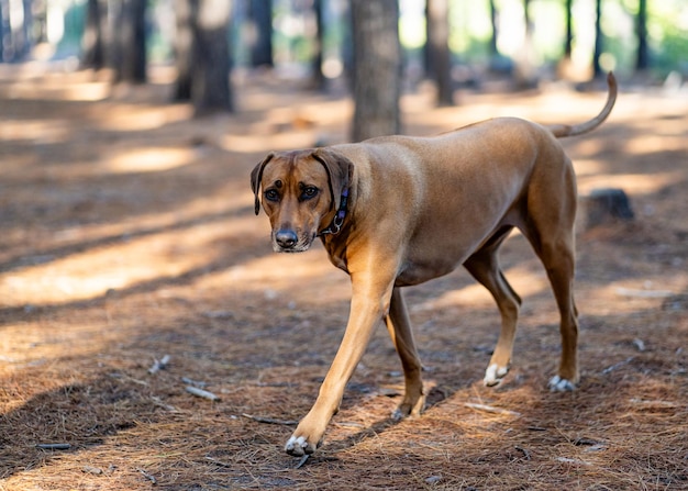 Um cão caminhando pela floresta em um dia ensolarado que é bonito