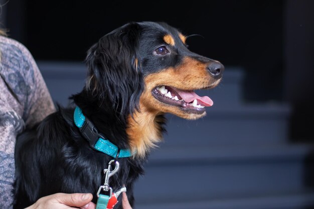 Foto um cão canidae preto e castanho com um colarinho azul é mantido por uma pessoa