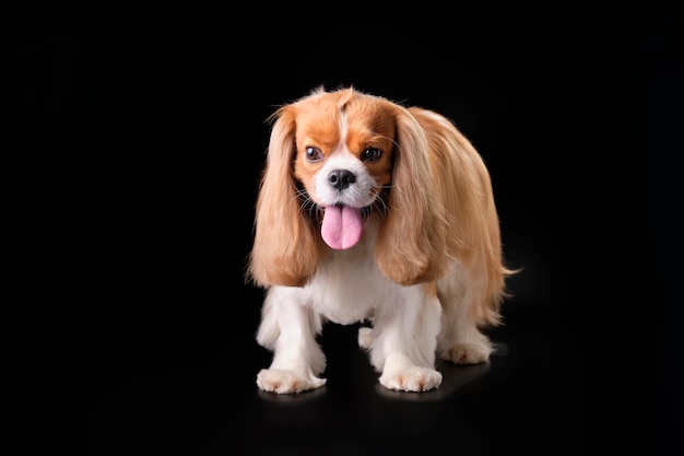 Um cão cavalier King Charles spaniel em pé sobre um fundo preto com seu casaco cuidadosamente lavado, aparado e colocado O conceito de cães de preparação