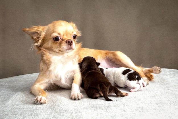 Um cão Chihuahua ruivo está deitado e amamentando dois filhotes.