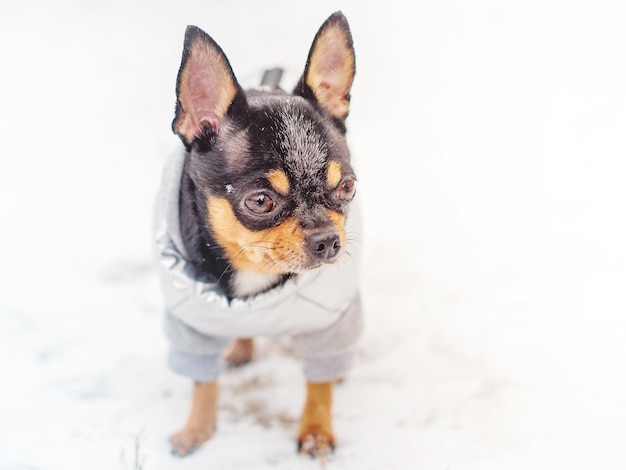 Um cão chihuahua tricolor em um colete cinza está parado na neve Um pequeno cão puro-sangue no inverno