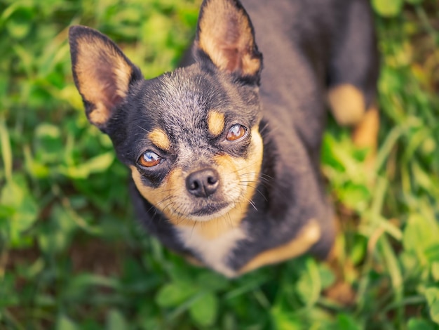 Um cão chihuahua tricolor está olhando para a câmera Mini Chihuahua em um fundo verde