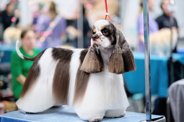 Um cão Cocker Spaniel americano com um casaco longo fica em uma mesa de preparação