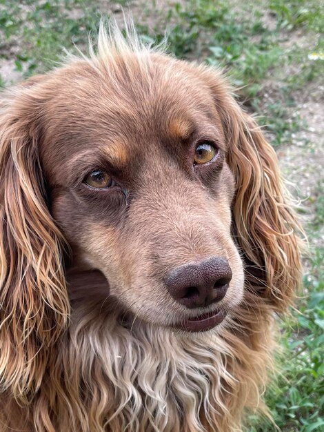 Um cão com cabelo comprido e nariz castanho