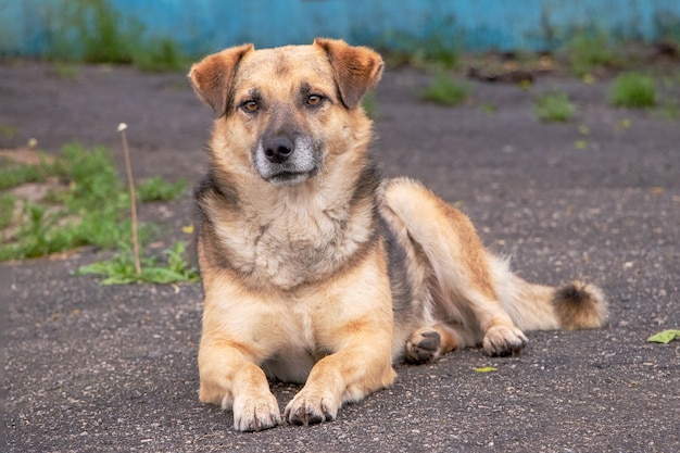 Um cão com pêlo marrom deitado no asfalto no curral