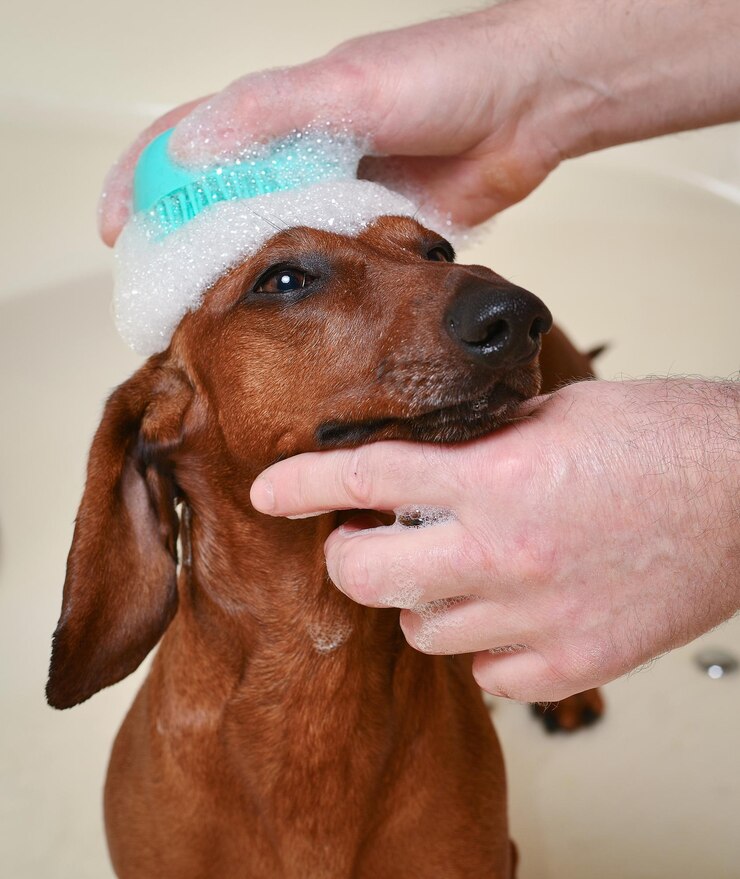 Foto um cão com um chapéu na cabeça está sendo preparado