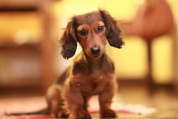 um cão com uma cabeça de orelhas longas senta-se em um tapete