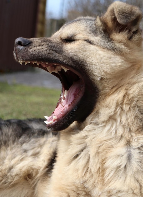 Um cão com uma língua rosa