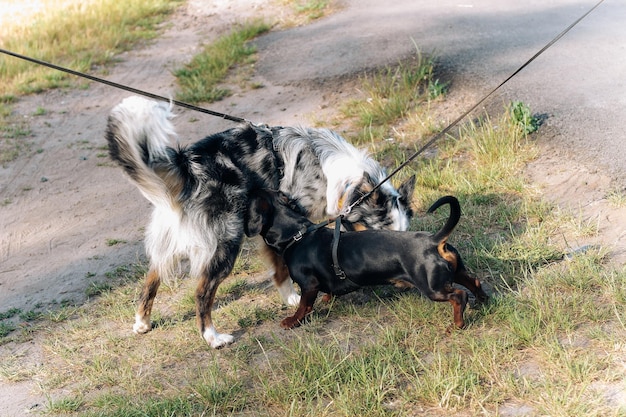 Um cão da raça Australian Shepherd brinca com um dachshund