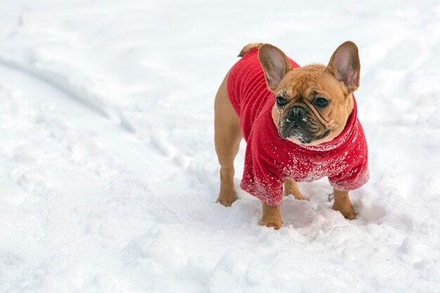 Um cão da raça bulldog francês brinca na neve em um parque de inverno