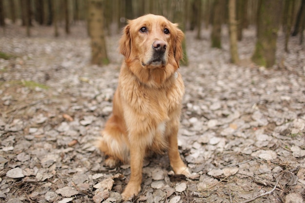 Um cão da raça Golden Retriever senta-se nas folhas caídas na floresta e olha em volta