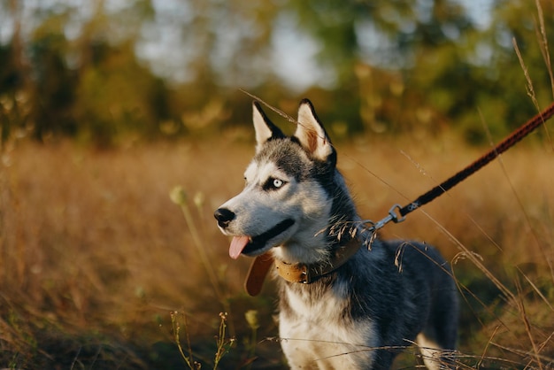 Um cão da raça Husky caminha na natureza com uma coleira no parque saindo da língua do calor e olhando para o perfil da paisagem de outono